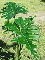 Xxl Philodendron Speciosum X Bipinnatifidum Plant In 8 Pot In 2020 Philodendron Plant Plants Philodendron