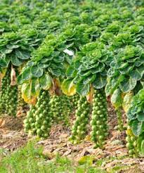 Check spelling or type a new query. Brussels Sprouts Planting Tips For A Tasty Harvest Blog Growjoy Growing Vegetables Fall Garden Vegetables Veg Garden