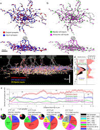 Vision: The Retina – Foundations Of Neuroscience