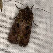 Image result for Bridelia ripicola