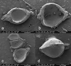 Image result for Rhynchospora holoschoenoides