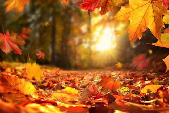 8,994,900+ Fall Scene Stock Photos, Pictures & Royalty-Free Images - iStock