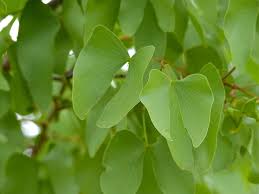 Image result for Colophospermum