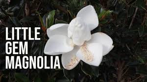 Healthy, top quality magnolia trees for sale. Little Gem Magnolia Fragrant Evergreen Dwarf Tree Youtube