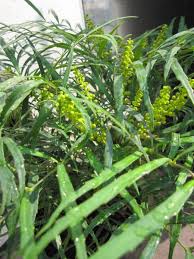 Bright yellow flowers atop slender foliage appear in early winter, followed by blue berries in winter. Mahonia Soft Caress Chinesische Mahonie Soft Caress Stachellose Mahonie
