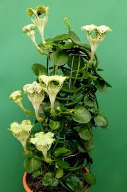 Image result for Ceropegia multiflora