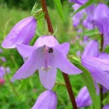 Image result for Crossandra greenstockii