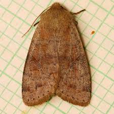 Image result for Orthopichonia barteri