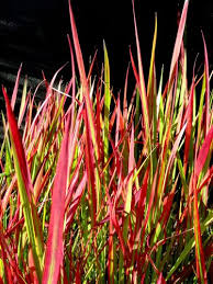 Image result for Imperata