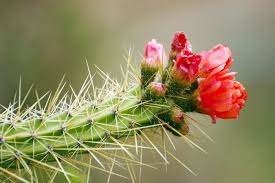 As mentioned, there are more than a hundred species of prickly pear cactus. Google Image Result For Http Www Photo Dictionary Com Photofiles List 149 1637cactus Jpg Scentsy Cactus Coconut Lemongrass
