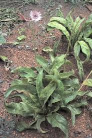 Image result for Gerbera viridifolia