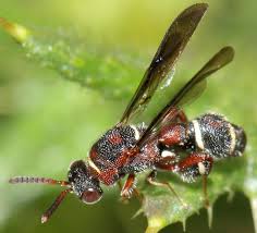 Image result for Leucas capensis