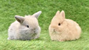 うさぎ専門店ちゅらうさぎ（静岡県焼津市 / 沼津市）