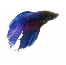Rainbow betta fish names (koi and galaxy betta names). What Are Some Interesting Facts About Betta Fish Quora