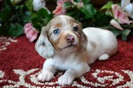 Mini Dachshund Puppies For Sale Black Tan Doxie Breeder Short Hair Pups More Dachshund Dogs Dachshund Breeders Dachshund Puppies For Sale Dachshund Puppies
