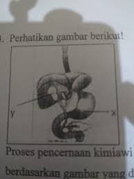 Proses Pencernaan Kimiawi Yang Terjadi Berdasarkan Gambar Yang Ditunjukkan Oleh Huruf X Brainly Co Id