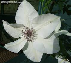 Clematis pistachio evirida £ 16.00 stock status: Plantfiles Pictures Clematis Late Large Flowered Clematis Pistachio Clematis By Mintywoo