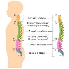Edit or delete it, then start writing! What Does L5 Vertebral Partially Sacralized Mean Quora