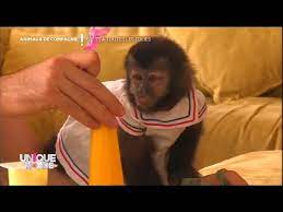 France 24 n'est pas responsable des contenus provenant de sites internet externes. J Ai Un Singe Comme Animal De Compagnie Youtube