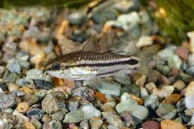 Pygmy Corydoras Profile And Care Guide Tank Setup And Suitable Diet