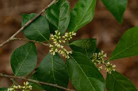 Image result for Tapura fischeri