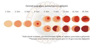 Cennet Papagani