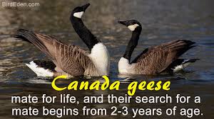 The canada goose (branta canadensis) is a large wild goose with a black head and neck, white cheeks, white under its chin, and a brown body. Mind Blowing Facts About The Strangely Beautiful Canada Geese Bird Eden