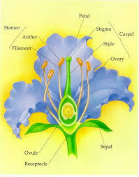 Female parts of a plant. Plant Reproduction And Diversity Parts Of A Flower Floral Education Flowers