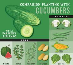 Best companion plants for cantaloupe. The Old Farmers Almanac Companion Planting Is An Important Thing To Consider When Planning Your Garden See Our Tips On What Plants To Plant Next To Each Other And Which To Plant