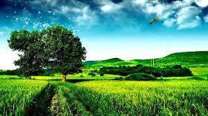 Green Laptop Wallpapers Top Free Green Laptop Backgrounds Wallpaperaccess Search free green wallpapers on zedge and personalize your phone to suit you. green laptop wallpapers top free