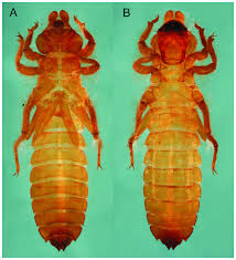 Image result for Empogona ngalaensis