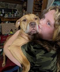 Lost two small dark colored pitbulls