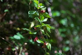 Image result for Rhynchosia elegans