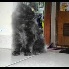 Daftar harga kucing persia medium hari ini juli 2020 terbaru. Terjual Kucing Persia Medium Hitam Female Umur 4 5bln Kaskus