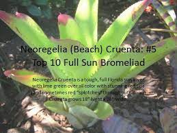 Neoregelia Beach Cruenta - Florida Full Sun Bromeliad Bromeliads Bushes And Shrubs Native Garden
