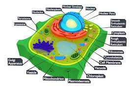 Medical gallery of blausen medical 2014. Plant Cell 3d Model 9 Max Obj Fbx 3ds Blend Free3d