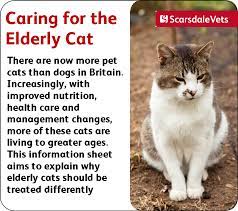 Caring For The Elderly Cat Animals Are Beautiful People Senior Cat Care Pretty Cats