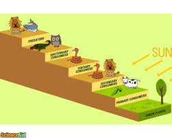 Check spelling or type a new query. Calculating The Transfer Of Energy Between Trophic Levels Scienceaid