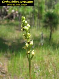 Image result for Orthochilus