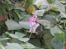 Image result for Dolichos trinervatus