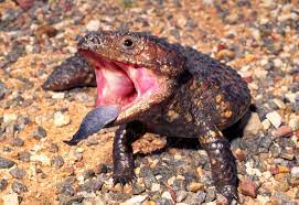 Threat Display Tiliqua Rugosa Shingleback Lizard Australia Lizard Blue Tongue Skink Chameleon Lizard