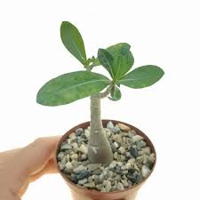 Image result for Adenium multiflorum