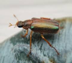 Image result for Dichilus bainesii