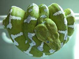 Kingsnake Com Classifieds Tree Boa Classifieds