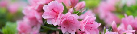 Maybe you would like to learn more about one of these? Azaleas Flower Power