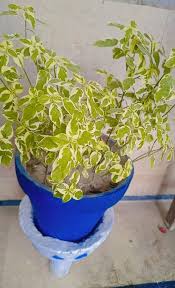 Image result for Telosma africana