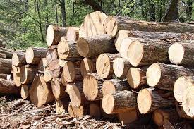 Forest officials seize timber worth Tk 5m in Khagrachhari | The Financial  Express