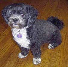 Check spelling or type a new query. Maltese Shih Tzu Poodle Full Grown Novocom Top