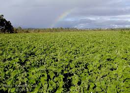 Image result for Lablab