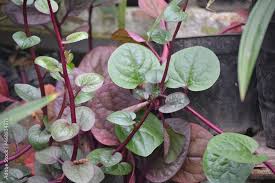 Image result for Basellaceae